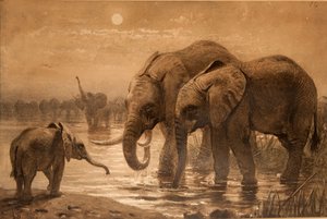 Afrikanska elefanter